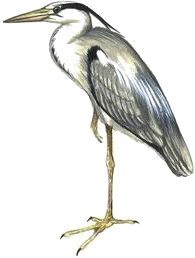 volavka
